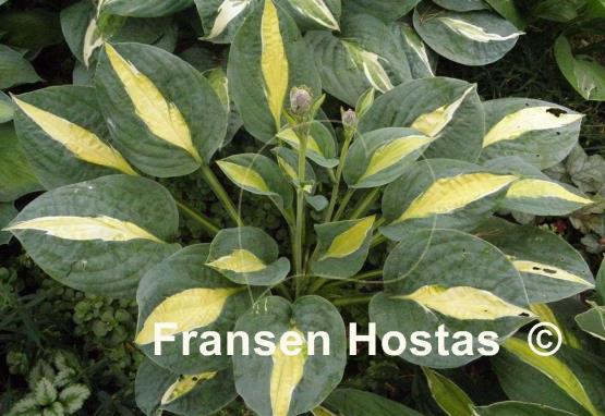 Hosta Hot Kiss